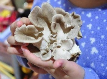 step9: 這是跟女兒一起栽培了2-3天就長大的袖珍菇，加入這道料理當現成<span class="group_1">食材</span>很有趣喔~