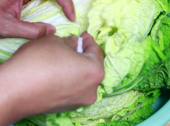 step3: 盬的選用, 建議到雜貨店買一般的海盬。不要用加碘或低鈉的盬。風味會更好, 而且更為健康。
在大白菜上灑上盬花, 各葉片之間都盡量灑到。但不需太多, 基本上 120g 的盬足夠給6-7斤的大白菜的。