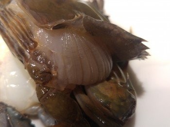 step3: 先掩起蟹殼剪去腮和咀。(出街食未必幫你清走, 自家製盡量整乾淨。) 盡量用廚紙索乾水份。