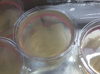 step5: 當見到大菜糕開始凝固就可以放入雪櫃雪凍食即可