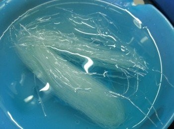 step7: 粉絲浸軟身後剪段