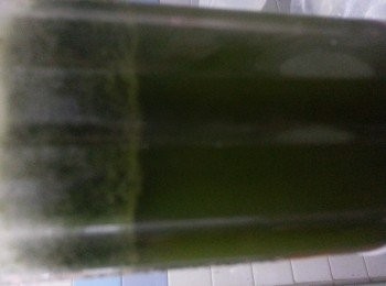 step5: (二)用待涼的糖水加薄荷葉放入攪拌機攪勻。