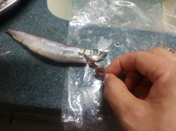 step1: 急凍<a href="https://cook1cook.com/shop/item/741?utm_source=cook1cook&utm_medium=recipeingredients&utm_campaign=o" target="_blank" data-keyword="多春魚" class="guide-link"><strong>多春魚</strong></a> <span style="display:inline-block;vertical-align:middle;margin-top:-3px;color:initial;border-radius:3px;padding:2px 3px;font-size:12px;line-height:14px;background:#87d300;color:#fff;">即買</span> 解凍後,於魚鰓位拉出魚肚及魚鰓洗淨