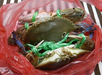 step1: 活跳跳的三點蟹是今天的主角喔！我特別挑選母蟹喔！