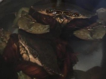 step1: 螃蟹略沖洗後泡入鹽水中約1小時，能讓螃蟹把肺清乾淨。