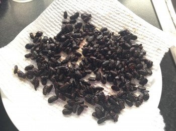 step1: 蒜頭打成蒜蓉。
豆豉用水沖洗乾淨，用廚房紙印乾水份。