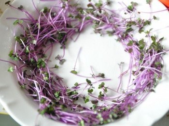 step4: 先備一圓盤，將洗淨的有機紅高麗菜苗繞圓擺盤