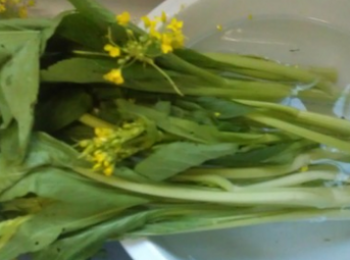 step3: 菜心洗乾淨，切碎，薑切絲備用。