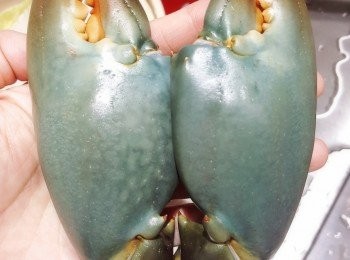 step1: 1) 大沙公買回來可以放在星盆內，不用放雪櫃，當然視乎生猛指數
2) 大沙公必需劏，因為生於泥灘，好多泥沙污物(劏蟹過程蠻邪惡)
3) 劏前用牙刷刷乾淨蟹全身，先扭去兩隻蟹螯，等一會待蟹進入半死狀態，才打開蟹蓋(要出盡全力搏鬥)，之後清好肺部內臟，再刷走身體內污垢及泥沙