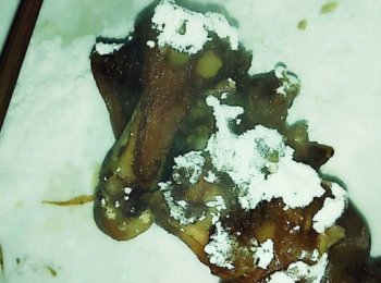 step5: 撈起后，沾上澱粉防止油爆。