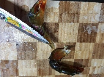 step13: 用廚剪將<a href="https://bit.ly/2YzwBVG" target="_blank" data-keyword="蟹鉗" class="guide-link"><strong>蟹鉗</strong></a> <span style="display:inline-block;vertical-align:middle;margin-top:-3px;color:initial;border-radius:3px;padding:2px 3px;font-size:12px;line-height:14px;background:#87d300;color:#fff;">即買</span> 尖的刺剪去