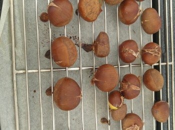 step3: 當時間到15分鐘從爐攞出來, 每粒栗子掃上糖水, 再次入爐焗埋餘下5分鐘, 焗好後不需要立即攞出來, 栗子在爐中繼續享受餘温, 直至栗子和暖先攞出來。