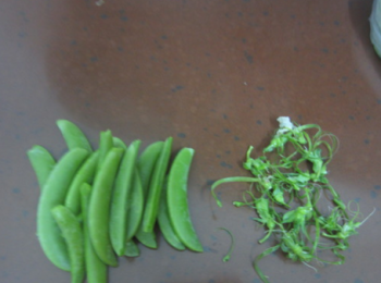 step2: 蜜豆去掉豆筋。