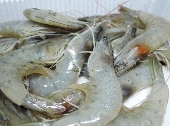 step1: 新鮮嚴選的無毒生態蝦，每一隻蝦看起來都很甜美~