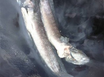 step4: 瓁加入少許油燒熱，放入山斑魚兩面煎黃