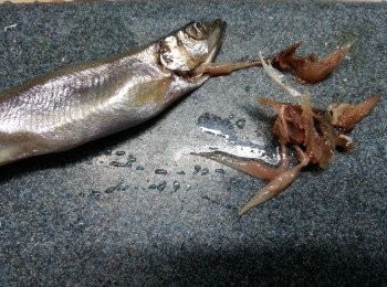 step1: <a href="https://cook1cook.com/shop/item/741?utm_source=cook1cook&utm_medium=recipeingredients&utm_campaign=o" target="_blank" data-keyword="多春魚" class="guide-link"><strong>多春魚</strong></a> <span style="display:inline-block;vertical-align:middle;margin-top:-3px;color:initial;border-radius:3px;padding:2px 3px;font-size:12px;line-height:14px;background:#87d300;color:#fff;">即買</span> 解凍後於魚鰓部份用手撕去魚腸後,洗淨用廚房紙抹乾水份