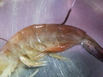 step2: 用了半斤游水中蝦,將蝦用牙籤於蝦背部挑出腸