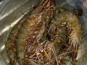 step2: 將醃料倒落蝦上，搞混 （醃至少1小時）