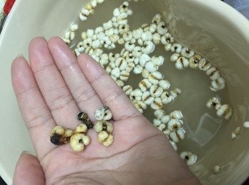 step1: 生熟薏米浸泡洗淨揀出壞薏米