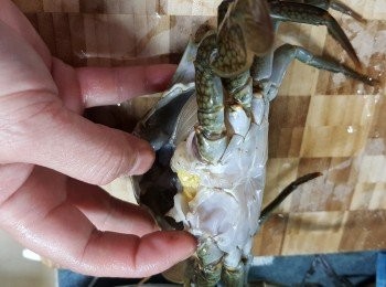 step8: 於蟹尾部用力撕開蟹蓋