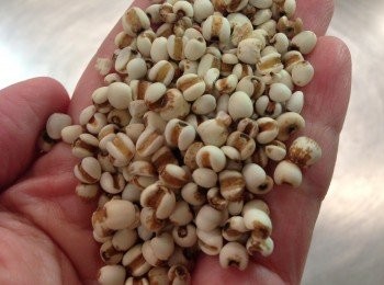 step2: 次用適量炒薏米水加約300ml 熟水泡浸一晚，第二天早上空肚飲用，最長可以喝到立冬。