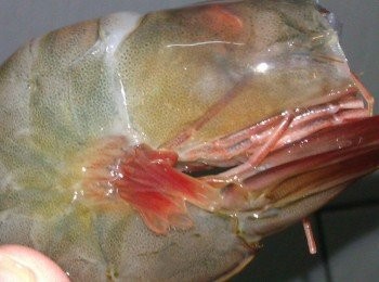 step1: 將新鮮蝦子洗淨後，用剪刀把連同蝦鬚及頭部剪去除一小節