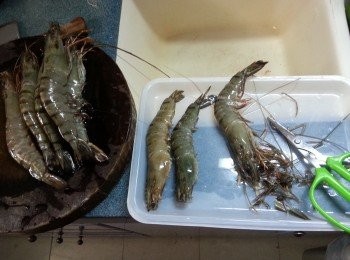 step1: 鮮蝦剪去蝦腳和鬚
