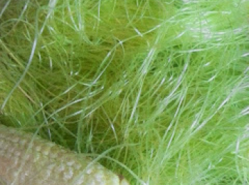 step1: 首先將粟米芯和粟米鬚分開放，然後洗淨粟米鬚瀝乾水份備用。