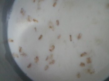 step1: 將燕麥片與鮮奶放入鍋中小火煮滾約5分