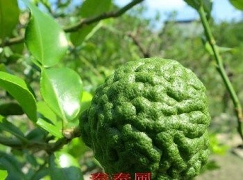 step7: 從開花到結果約6個月