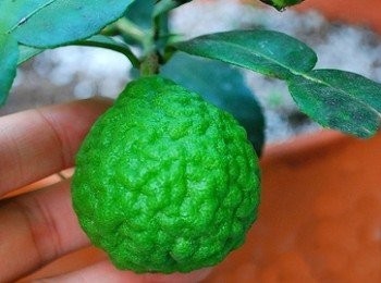 step8: 生長狀況好的話.惠長這麼大顆