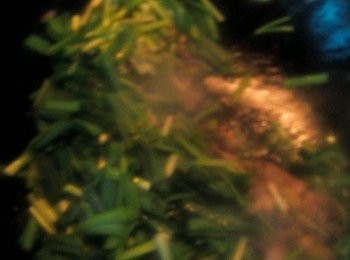 step5: 最後加入韭菜，翻炒片刻（不可时间过久），即可出锅。