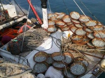 step1: 將適合學齡兒童與銀髮族食用的澎湖野生丁香魚洗淨，青蔥切圈、薑絲切絲、辣椒均斜切，備用；【澎湖野生水產的產品皆通過政府檢驗及SGS認證，讓大家吃得更安心， 更是五星級飯店主廚指定<span class="group_1">食材</span>，讓大家有實惠價格輕鬆吃到頂級<span class="group_1">食材</span>。 】