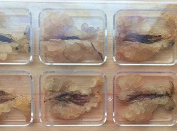 step1: 老規矩，雪蛤提前一晚泡好，洗淨祛除身上的雜質，泡到軟軟的，發大呈現半透明狀，薑片洗淨切片