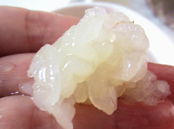 step2: 撕成一小塊一小塊的，放進蒸爐或燉鍋，盅裡面。倒入牛奶