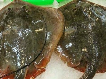 step1: 因為魟魚尾巴有身上有毒性，所以伯父釣到澎湖野生魟魚時，就先把魟魚尾剪段的放入保麗龍，