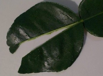 step2: 將檸檬葉撕開