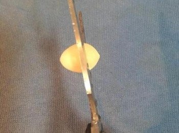 step2: 用剪刀輕剪外殼，白果殼就會裂開。