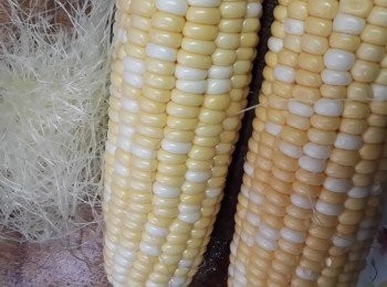 step3: 將粟米剥去皮，留起粟米須，將粟米和粟米須洗淨，再將粟米切細塊