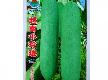 step6: 請大家不要不相信，越南冬瓜就真的那麼小～女漢子不會連冬瓜、黃瓜、瓢瓜、絲瓜、節瓜都分不清喔～😁😁😁