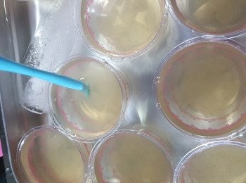 step4: 將蘆薈肉平均分在每一杯內,再加入大菜水,放入冰水內,再攪拌蘆薈肉(作用是:當大菜接觸到冰水時,會令大菜凝固,攪拌蘆薈肉會令蘆薈肉平均分配而不會全部沉底)