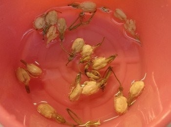 step4: 將苿莉花泡開