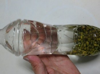 step5: 每天都要幫綠豆換2次水!