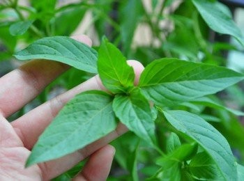 step5: 取一小株自己種的有機九層塔做擺飾~