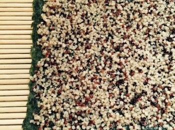 step4: 拿壽司蓆，放上紫菜 (啞色面向上)，放上藜麥鋪平，