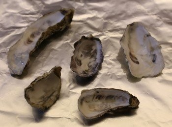 step1: 生蠔去殼後取出蠔肉，蠔殼用牙刷刷洗乾淨，蠔殼入焗爐焗至乾身