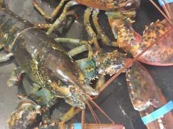 step2: 龍蝦出水汋熟，只要蝦身（切件），蝦鉗