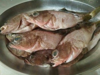 step1: 將玳瑁石斑【澎湖野生水產】從袋中取出，解凍，將去魚鱗、魚鰓、內臟，並清洗乾淨再於魚背畫刀，辣椒斜切、薑絲切絲、青蔥切段、蒜頭切碎，備用；