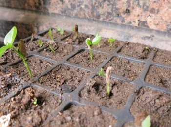 step2: 育苗盒子裡一個月的成長
