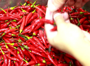 step5: 辣椒應選果肉厚、完整、鮮艷、泛光澤、表皮光滑者為優。
辣椒蒂應為鮮艷的綠色才新鮮。

(把這批辣椒帶回家是一個意外。那天賣辣椒的老闆說, 辣椒的品質沒有很優, 自己抓不用錢。所以帶了五斤回家。也因此立下心先拍辣椒醬的影片。)